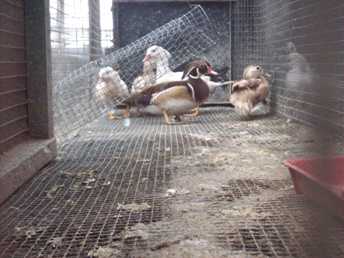 apricotwoodduck1.jpg