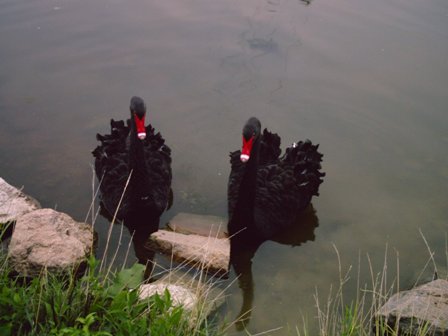 blackaustrailan3.jpg