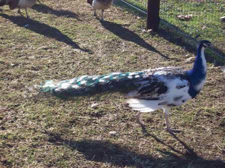 blue_bs_pied_w.e._2.jpg