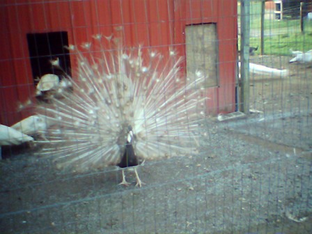 cameobs2.jpg