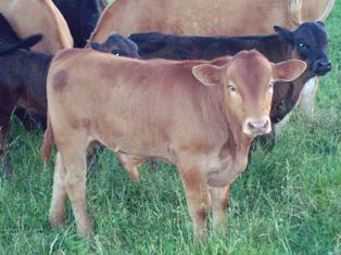 gelbviehcalf.jpg