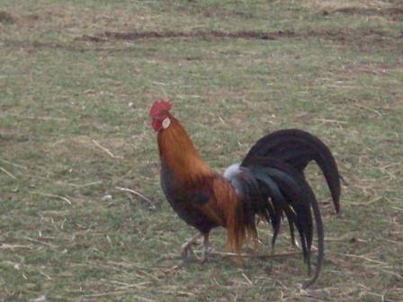 phenix.jpg