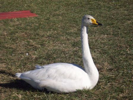 whooperswan.1.jpg